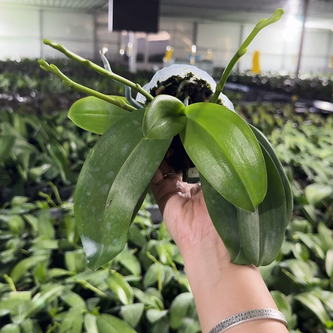 完全开放秋*蝴蝶兰