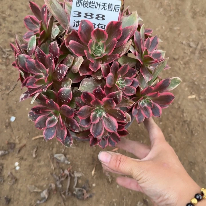 388二号棚浣纱多肉D