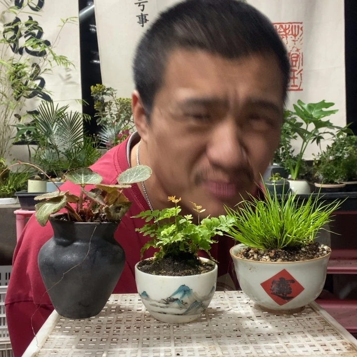 以实际为准盆景盆栽绿植130