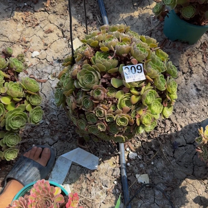 荷兰玫瑰29-19包邮花花