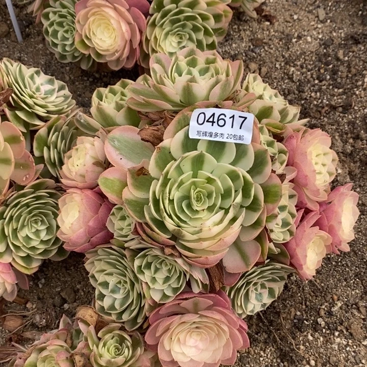 04617清晨多肉植物法师