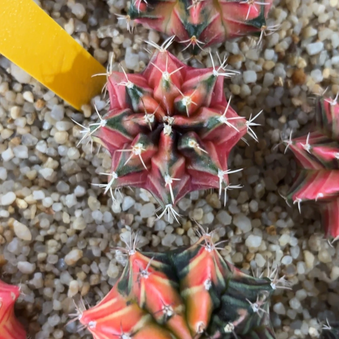 L731-1218泰国发货