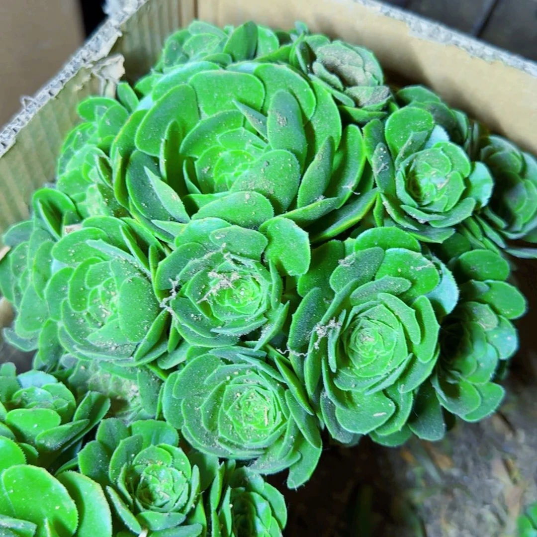 绿玫瑰法师满20包邮