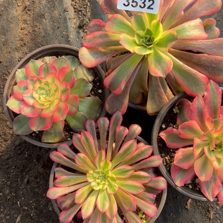 多肉植物3532种植物