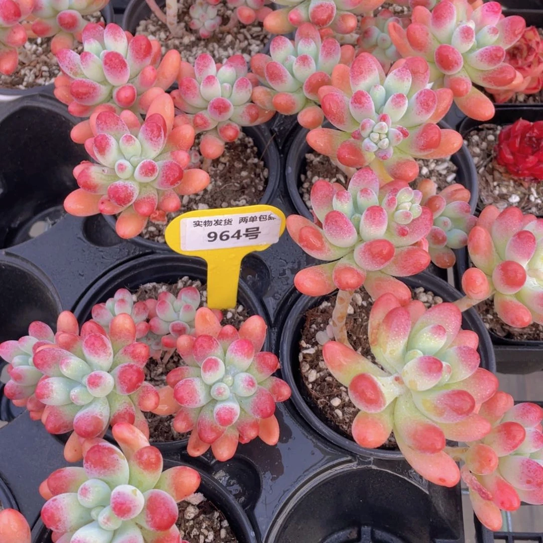 964号 老桩全状态胖大星多头群一个