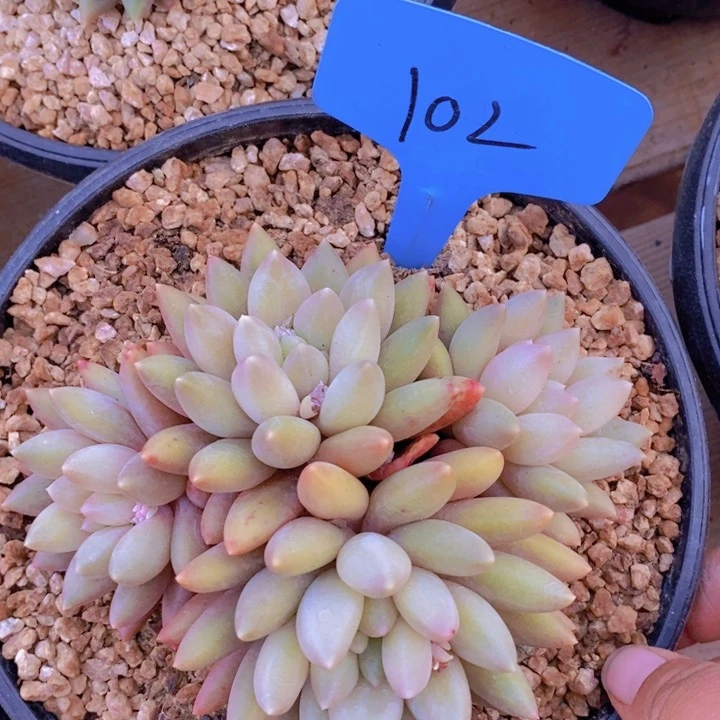 这个我就知道这点