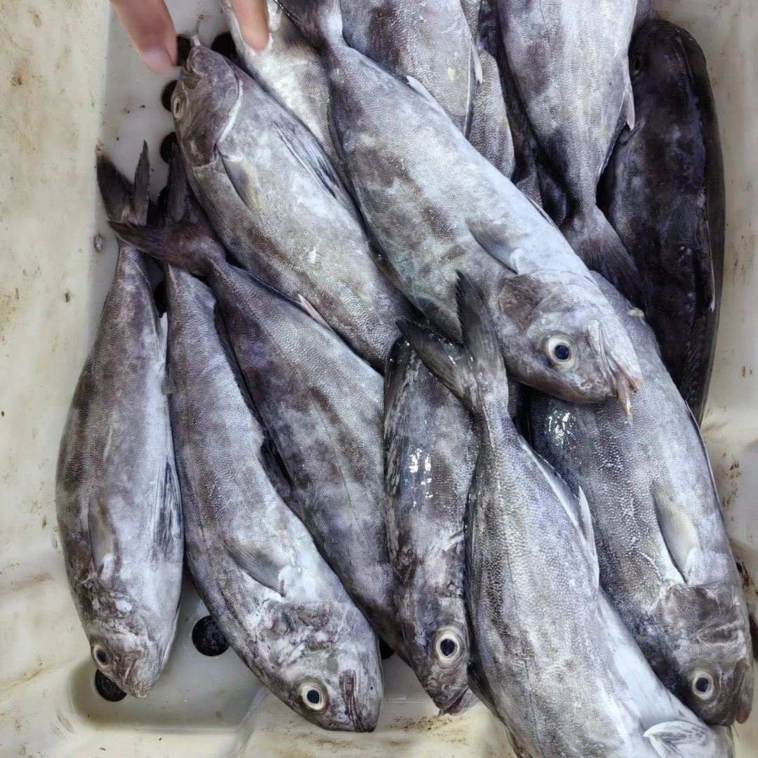 北海野生 油甘鱼