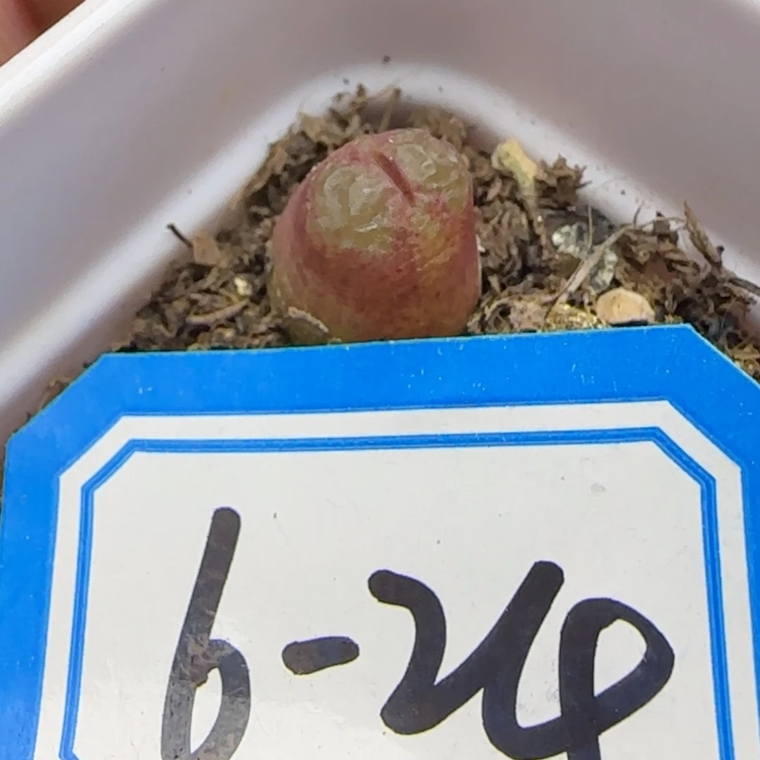 雪茄。        脱土发货