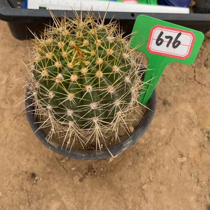 @*真676。毛花柱春春。。。