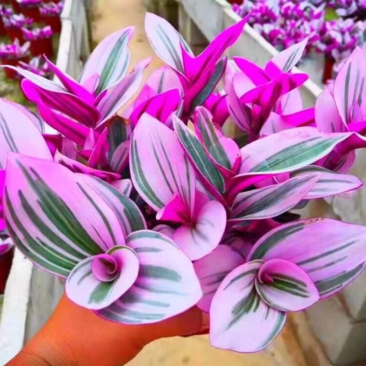 2王小二婚礼油画  全店多肉任意拍满2单发货 拍满5单送一包吡虫啉