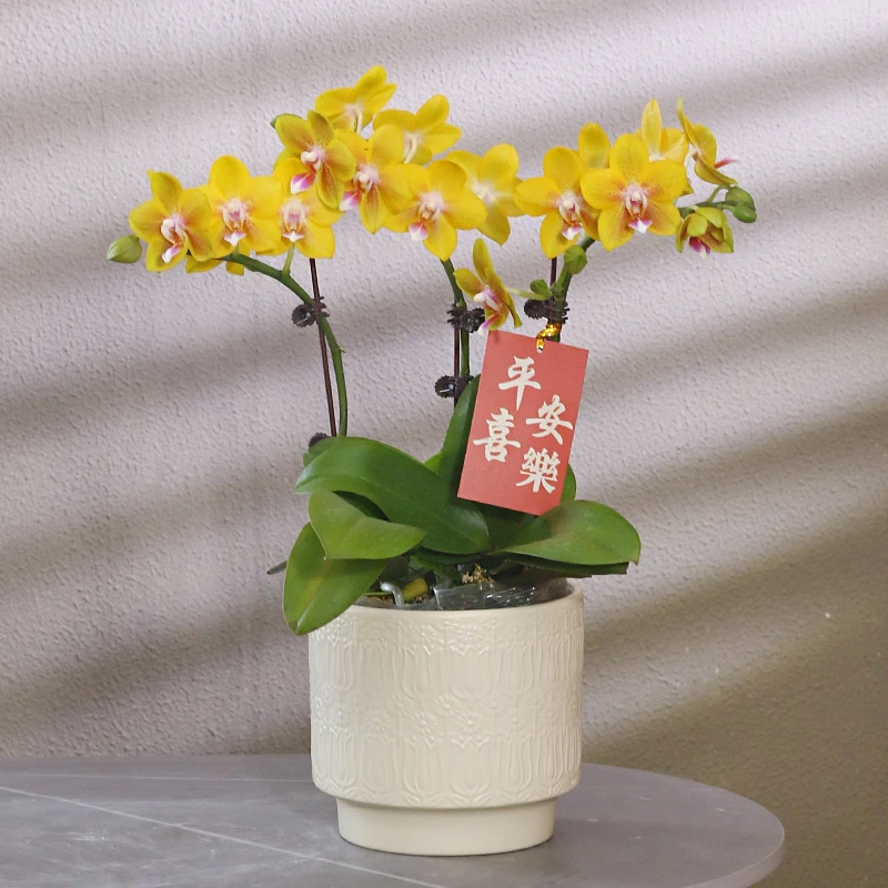 蝴蝶兰【香水黄金】花带盆组好伴手礼送礼茶桌婚礼客厅美化装饰
