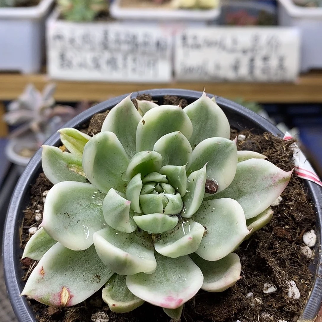 11170 蝴蝶飞舞锦