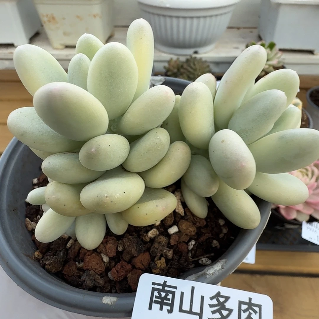 美人杂11111102-91