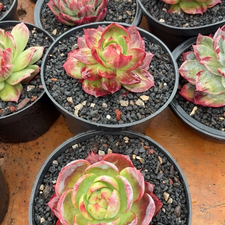 科***米多肉植物惊鸿仙子