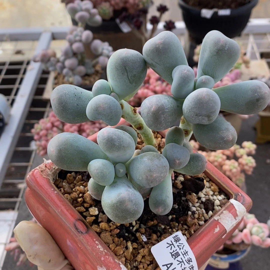 米可奶酪159/10c m