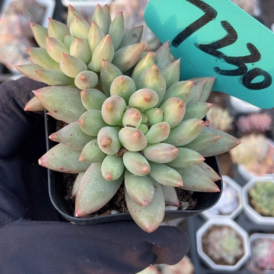 7230岩字多肉植物