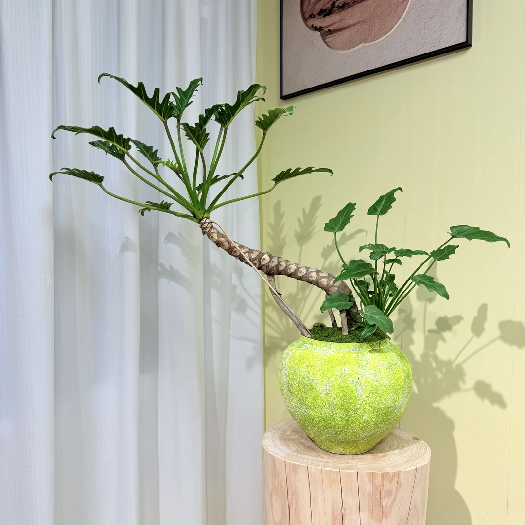 室内耐阴好养的龙鳞小天使老桩绿植盆栽，提升客厅茶室空间高级感。
