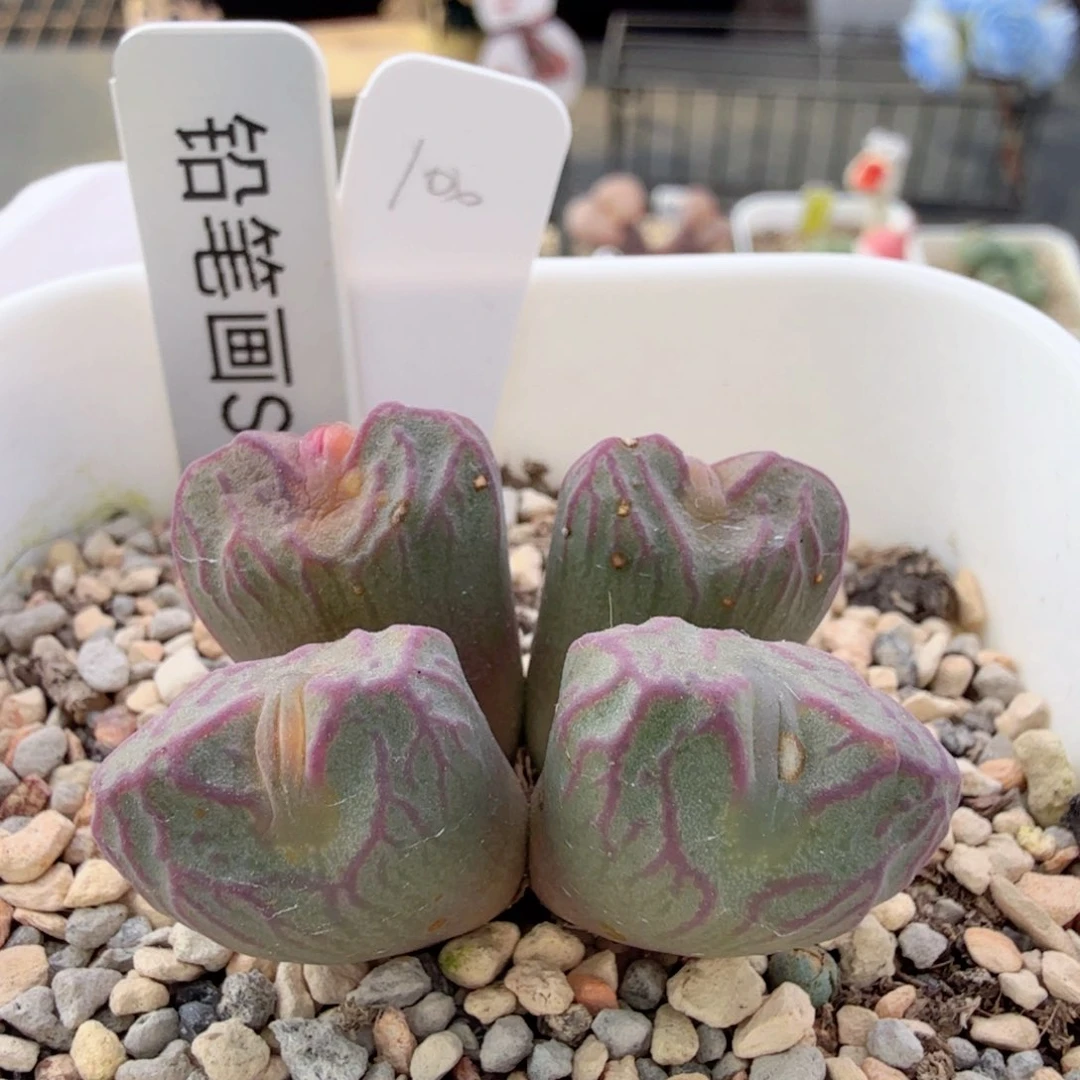 铅笔画SP 1-3-L12。