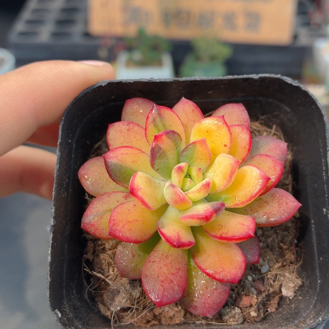 叮当锦多肉9.9包邮发货