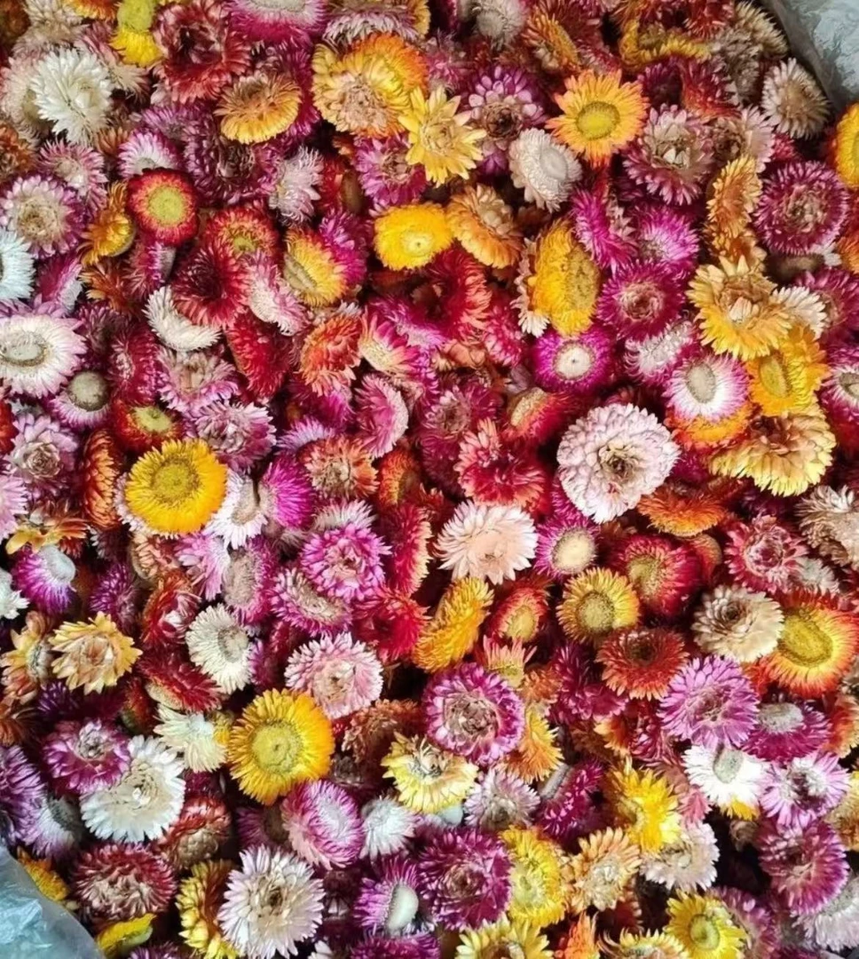 【阿强收皮 】七品彩莲 核心产区  100g 拍一发三