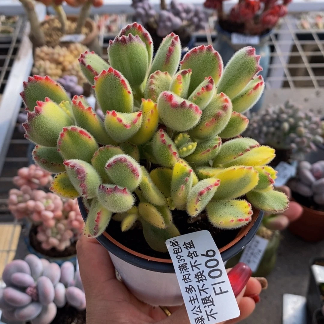 彩熊006/9cm不包整