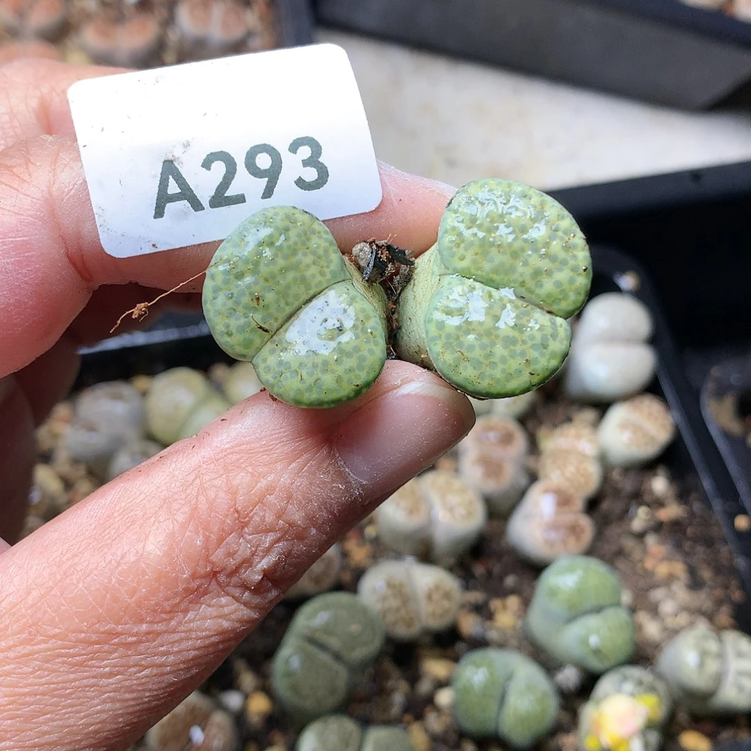 雪*A293多肉植物保护