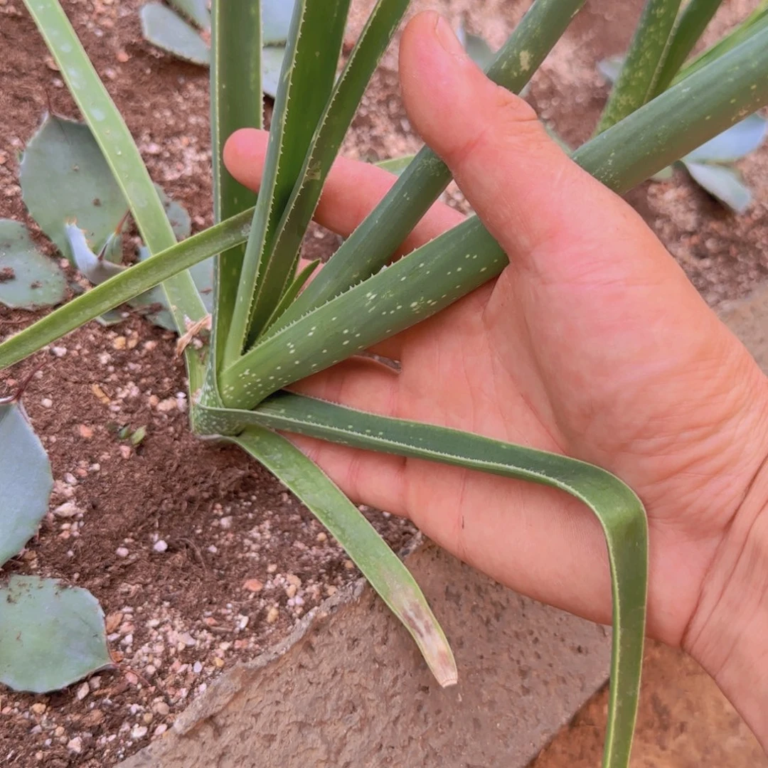 碟***迪块根植物块根植物
