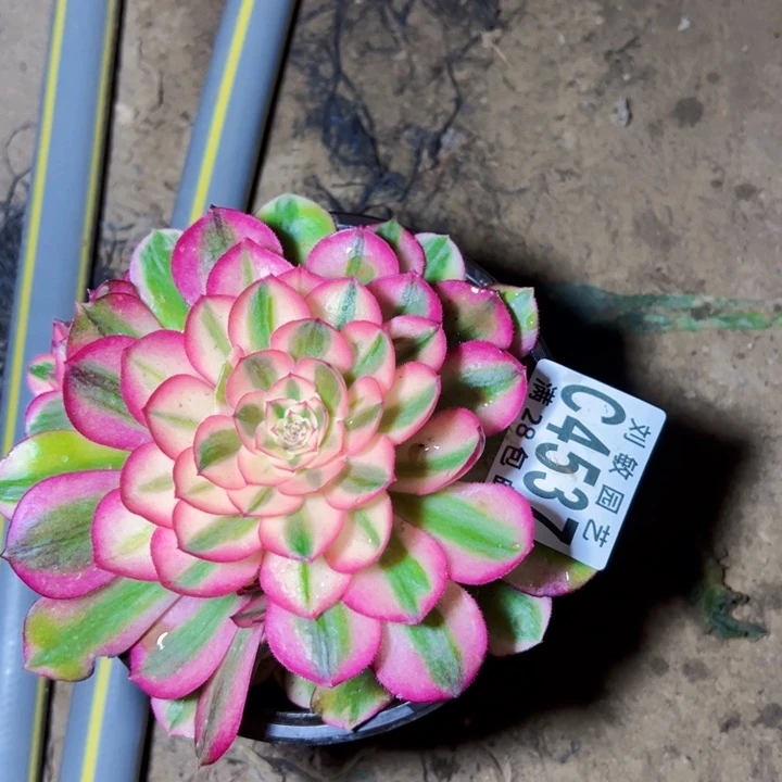 滋4537荔枝多肉植物法师