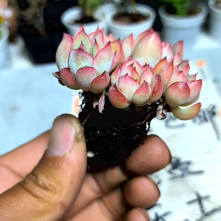 满9元包邮，，荷花杂交绝绝子老庄多头