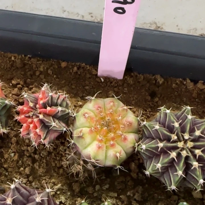 90-0125轮回泰国发货多肉