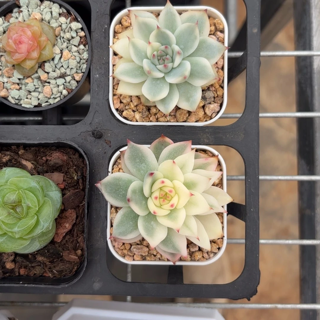 小吉娃娃锦两颗一起