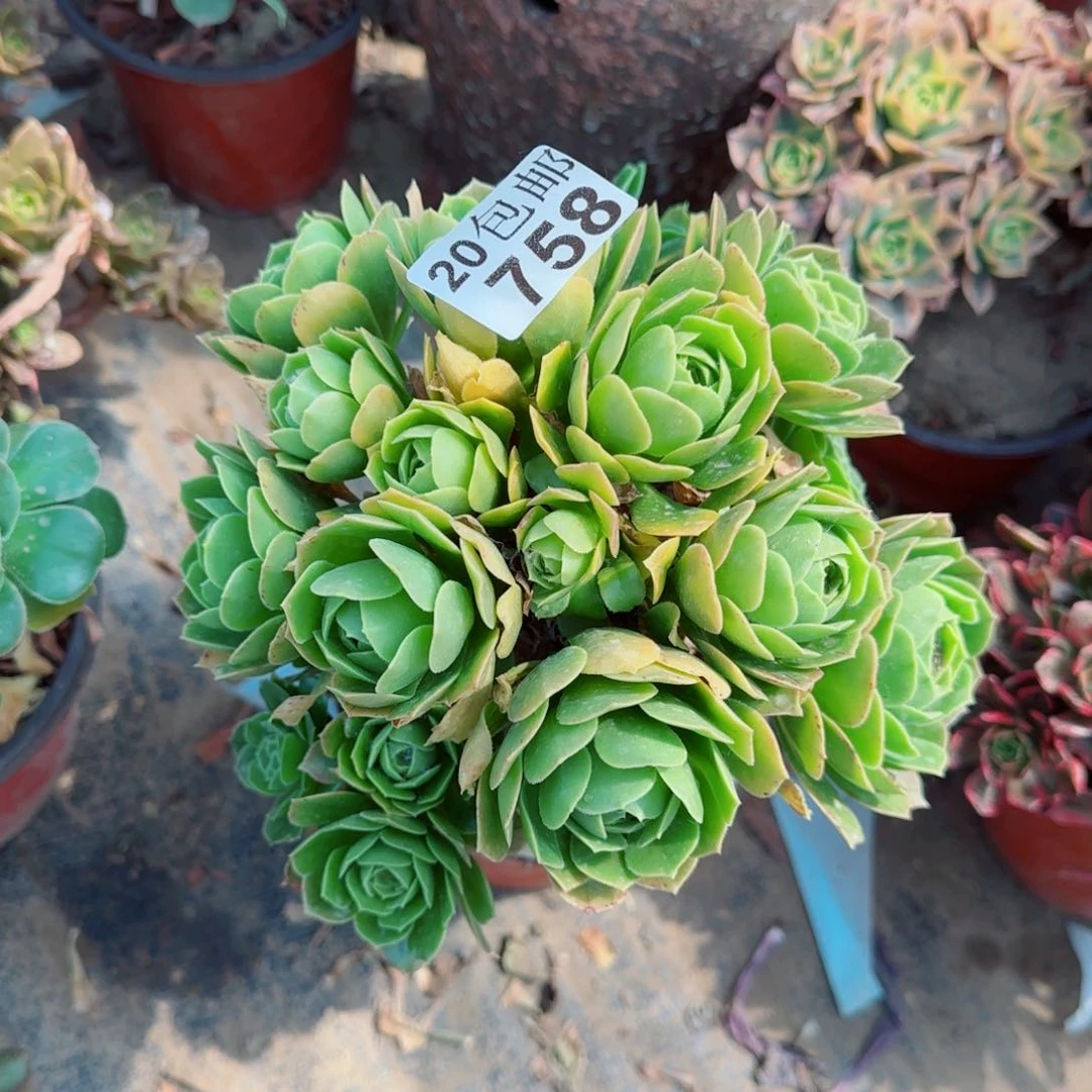 绿羊绒多肉758满20包邮断枝不包