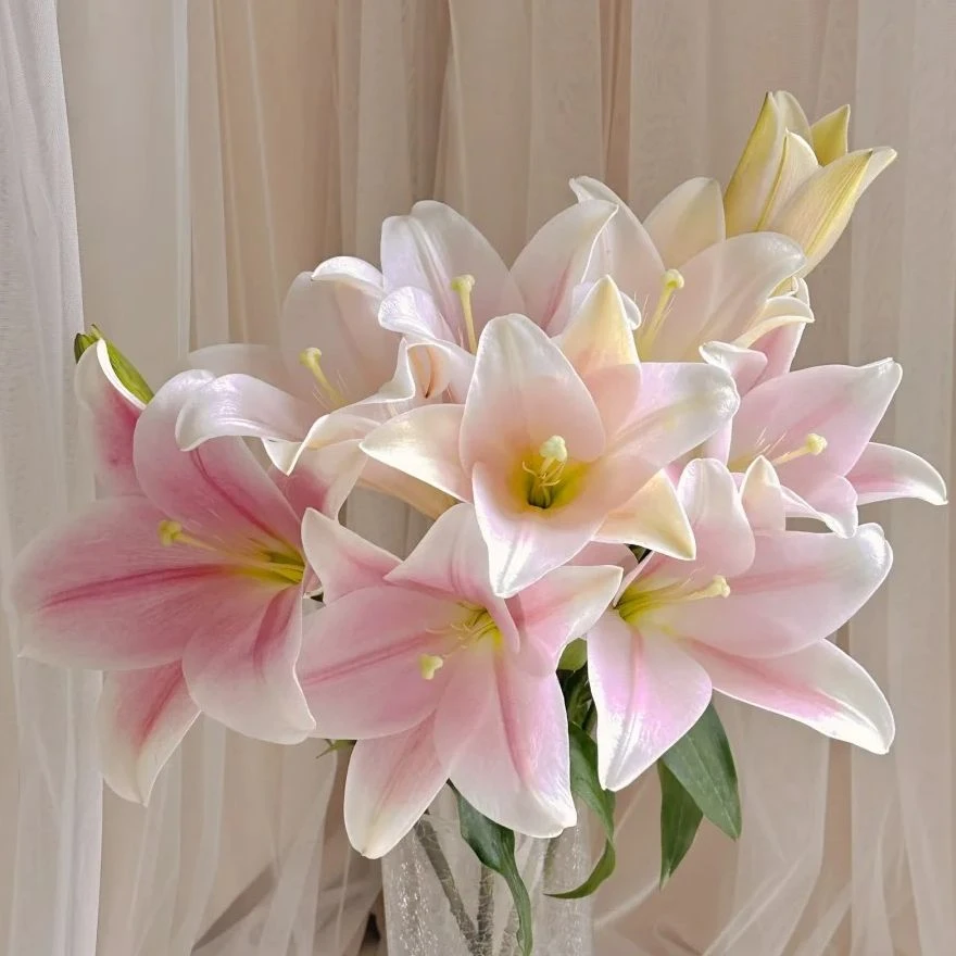 亚百合-粉铁炮-5支3头（两单升级走顺丰）