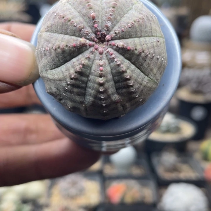 不含盆欧布布纹球