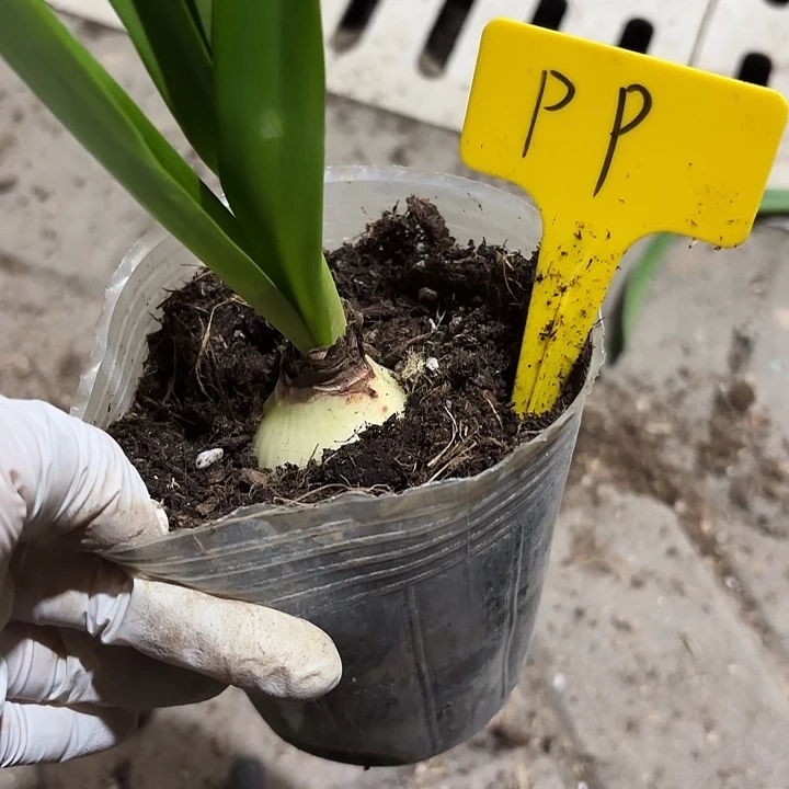 无花朵朱顶红PP主球4.5厘米