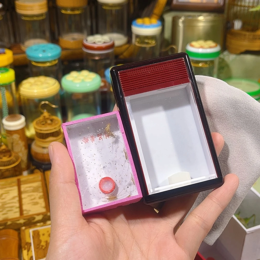 蟋蟀有机黄蛉盒+小黄蛉+布套