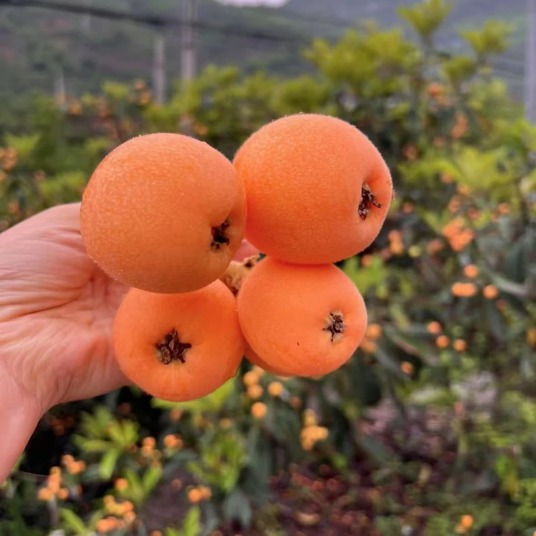 【顺丰快递】四川米易枇杷新鲜采摘香甜多汁2/3/5斤H