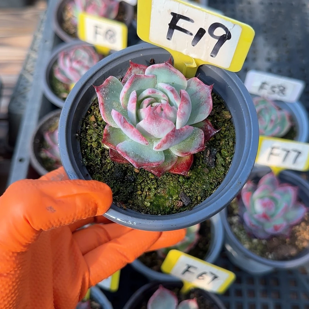 熊***毛F.19惊鸿单头多肉