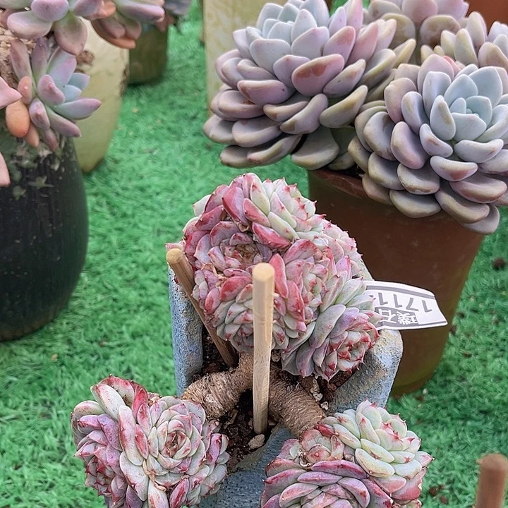 天鹅绒17114多肉植物