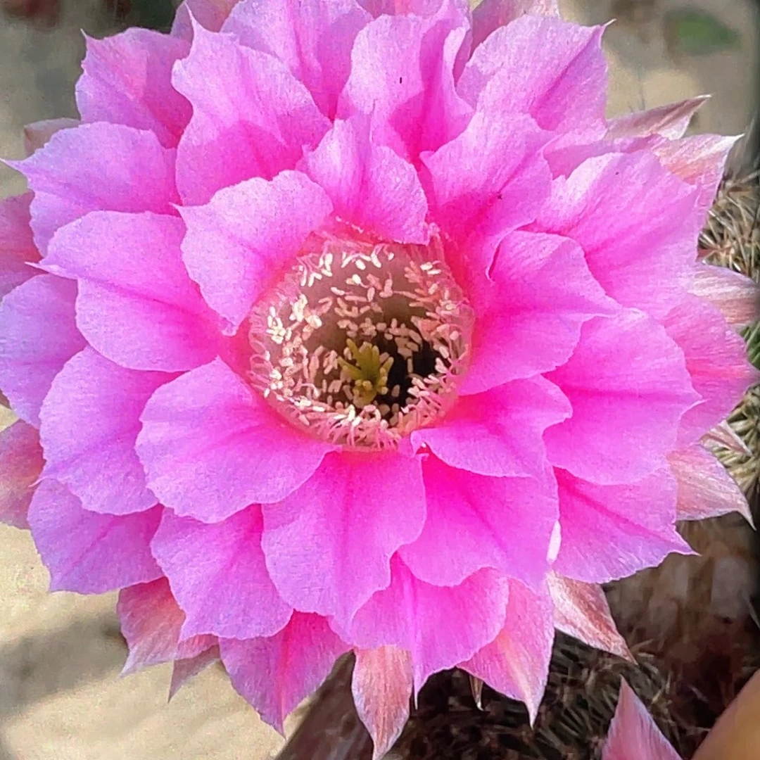 彩 G2卷卷粉侧芽 歪 满20包邮5公分