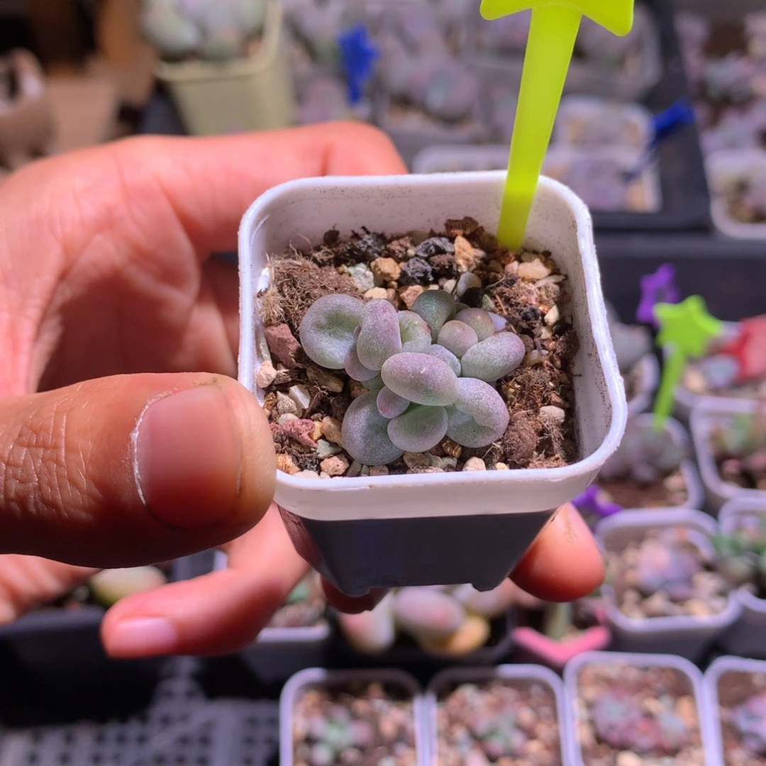 黄油油煎奶酪叶插苗