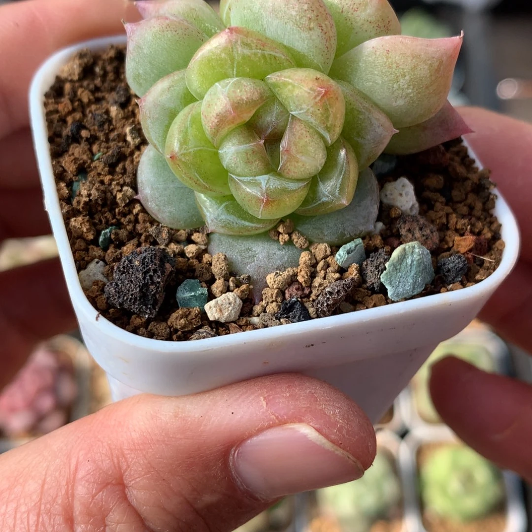 麦秆。  杂珍妮。     18号