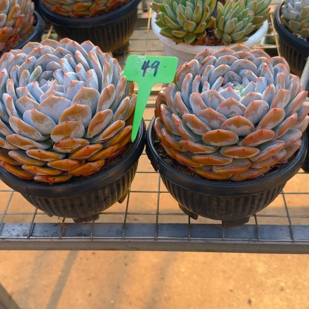 组合套餐编号49号