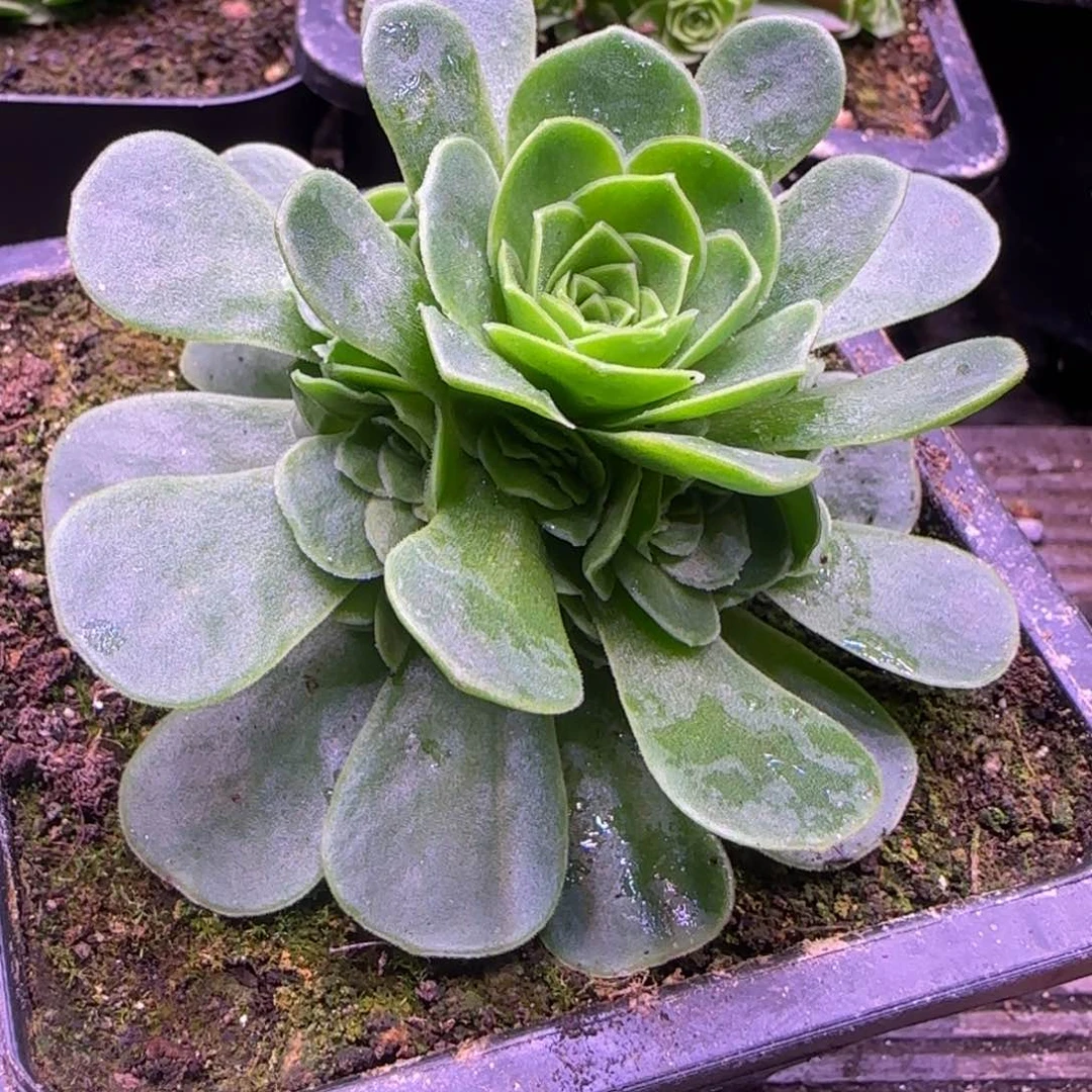 7厘米花未央玫瑰双层捧花112424372723