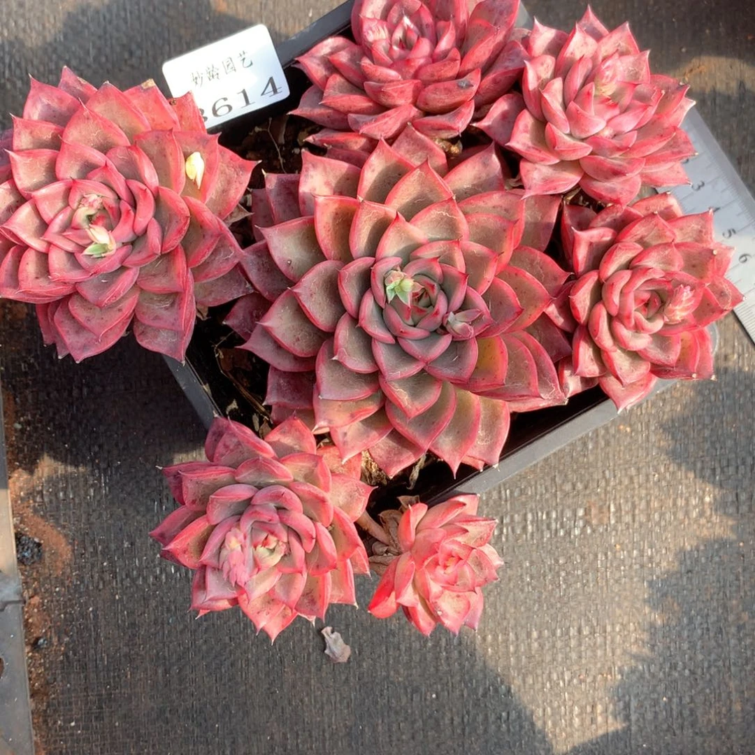 岩*壮3614不包整散掉头特价不售后