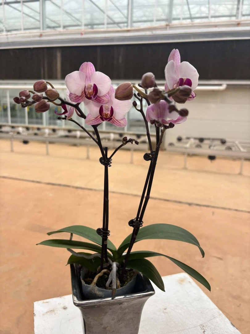 《粉钻》2.8寸双株绿植花卉蝴蝶兰《拍一发二》