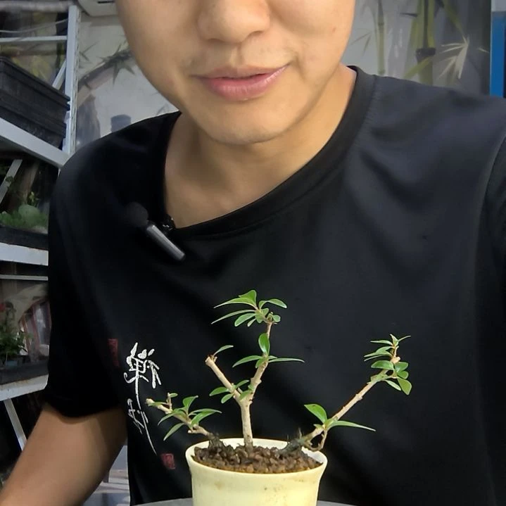 占*中青园艺一物一拍119