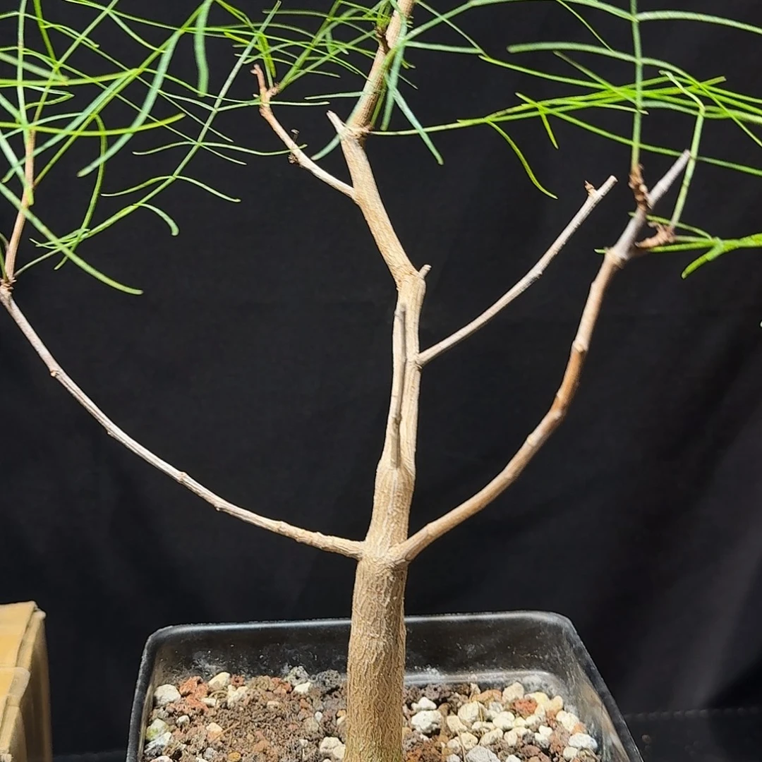 k***3帕卡裂榄实生一个