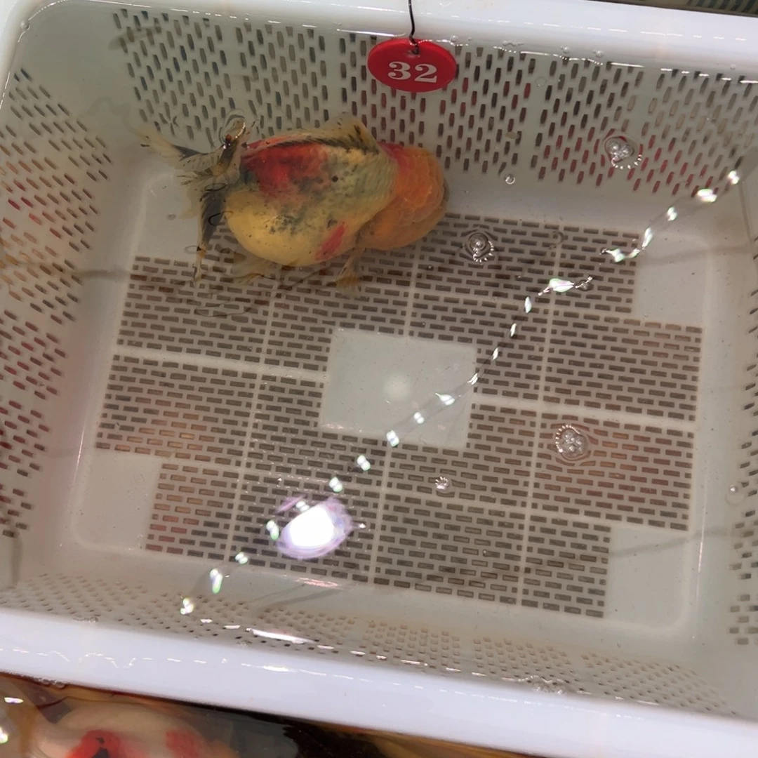 $***月金鱼你好吗我好想你