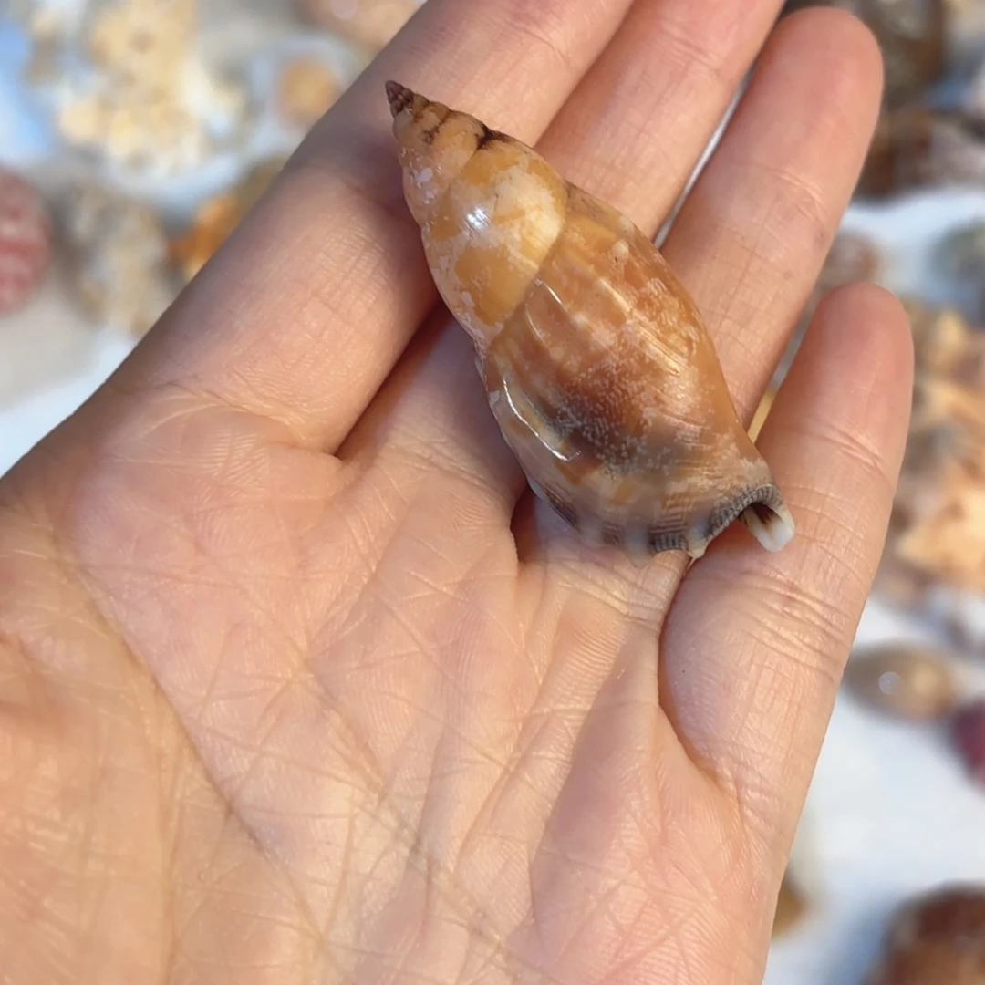 梅***子天然海螺贝壳标本福利